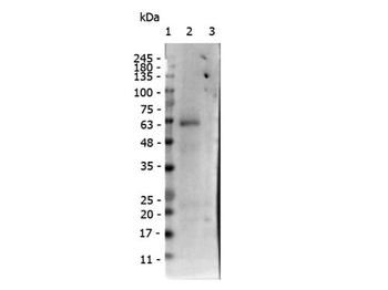 Rorc Antibody