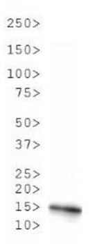 Histone H3 R2me2a Antibody