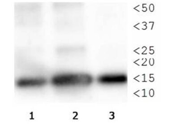 Histone H3 K4me1/phospho T3 Antibody