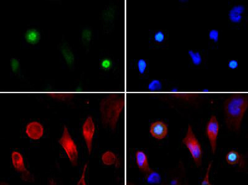 Histone H3 phospho T3/K4ac Antibody