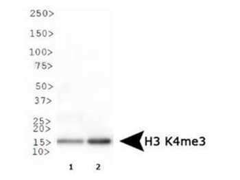 Histone H3 K4me3 Antibody