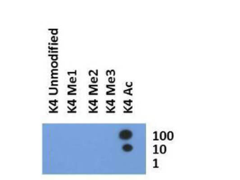 Histone H3 K4ac Antibody