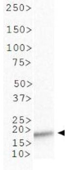 Histone H3 K4ac Antibody