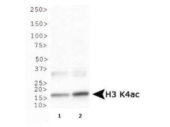 Histone H3 K4ac Antibody