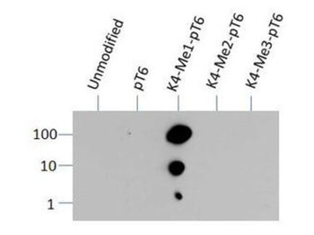 Histone H3 K4me1/phospho T6 Antibody