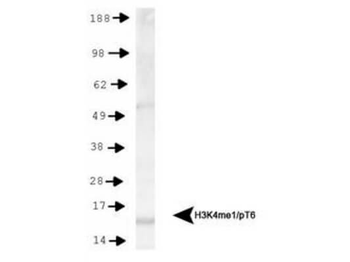Histone H3 K4me1/phospho T6 Antibody