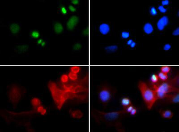 Histone H3 K4me3/phospho T6 Antibody