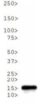 Histone H3 K4me3/phospho T6 Antibody