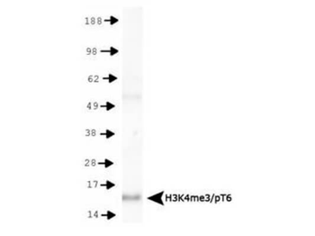 Histone H3 K4me3/phospho T6 Antibody