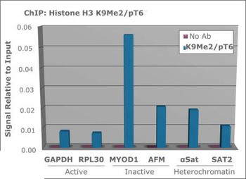 Histone H3 K9me2/phospho T6 Antibody