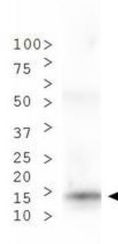 Histone H3 K9me2/phospho T6 Antibody