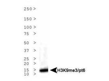 Histone H3 K9me3/phospho T6 Antibody