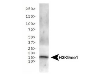 Histone H3 K9me1 Antibody