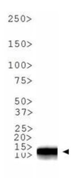 Histone H3 K9me2 Antibody