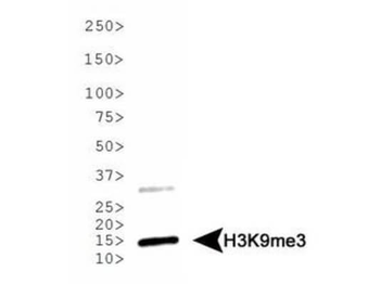 Histone H3 K9me3 Antibody