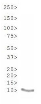 Histone H3 K9ac/K14ac Antibody