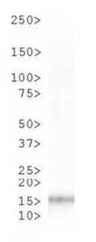 Histone H3 phospho S10 Antibody