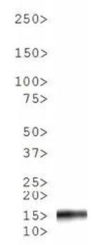Histone H3 phospho S10/pT11 Antibody