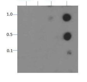 Histone H3 phospho T11 Antibody