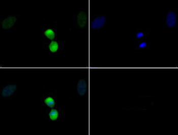 Histone H3 phospho T11 Antibody