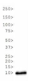 Histone H3 R17me2a Antibody