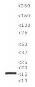 Histone H3 R17me2a Antibody
