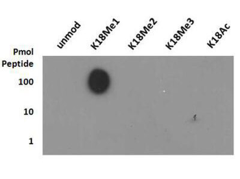 Histone H3 K18me1 Antibody