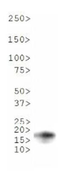 Histone H3 K18me1 Antibody