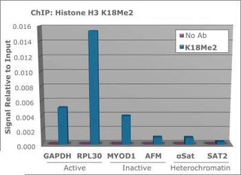 Histone H3 K18me2 Antibody