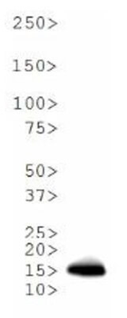 Histone H3 K18me2 Antibody