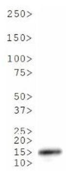 Histone H3 K18me3 Antibody