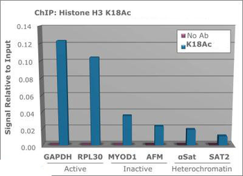Histone H3 K18ac Antibody