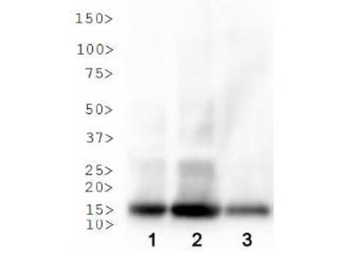 Histone H3 K18ac Antibody
