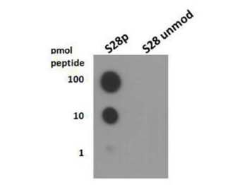 Histone H3 phospho S28 Antibody