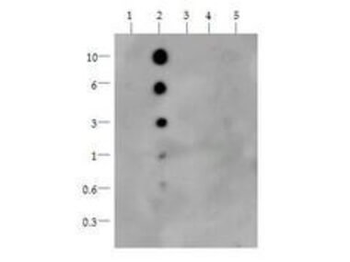 Histone H3 K36me1 Antibody