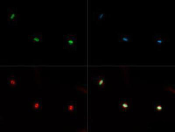 Histone H3 K36me1 Antibody