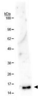 Histone H3 K36me1 Antibody