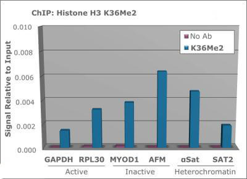 Histone H3 K36me2 Antibody