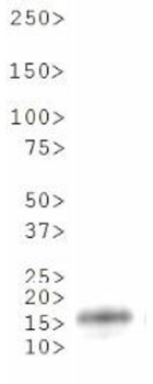 Histone H3 K36me2 Antibody