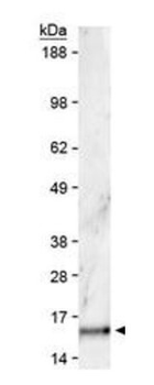 Histone H3 K36me2 Antibody
