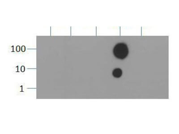 Histone H3 K36me3 Antibody