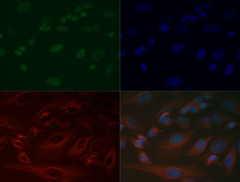 Histone H3 K37me1 Antibody