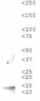 Histone H3 K56me3 Antibody