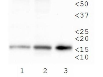Histone H3 K79me3 Antibody