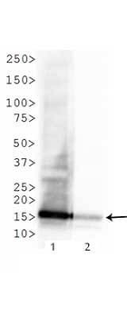 Histone H3 K4me3/K9ac Antibody