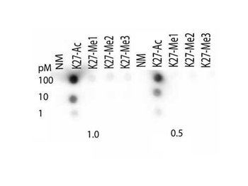 Histone H3 K27ac Antibody