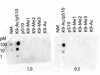 Histone H3 K9-Ac/phospho S10 (RABBIT) Antibody