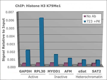 Histone H3 K79me1 Antibody