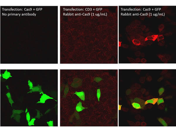 Cas 9 Antibody Peroxidase Conjugated