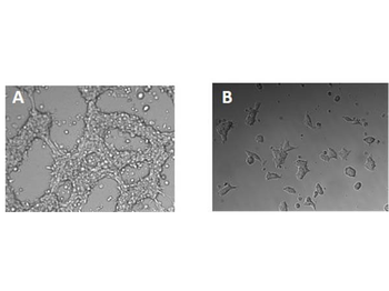 Bovine COL1A1 protein